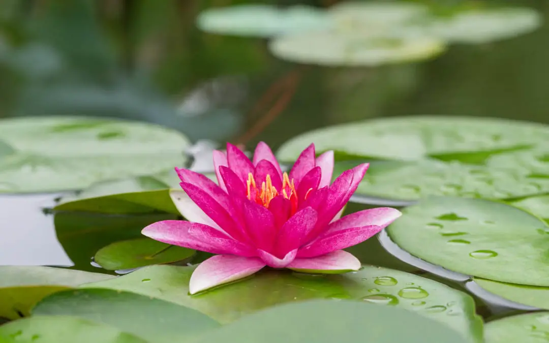 Nos conseils pour sublimer votre jardin grâce aux nymphéas et au lotus